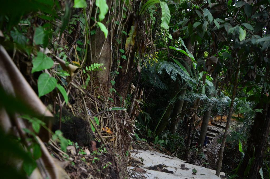 The Woodz Homestay Tanah Rata Eksteriør bilde